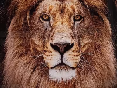 lion